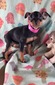 2411 RD 4 F BLK/TAN NBT